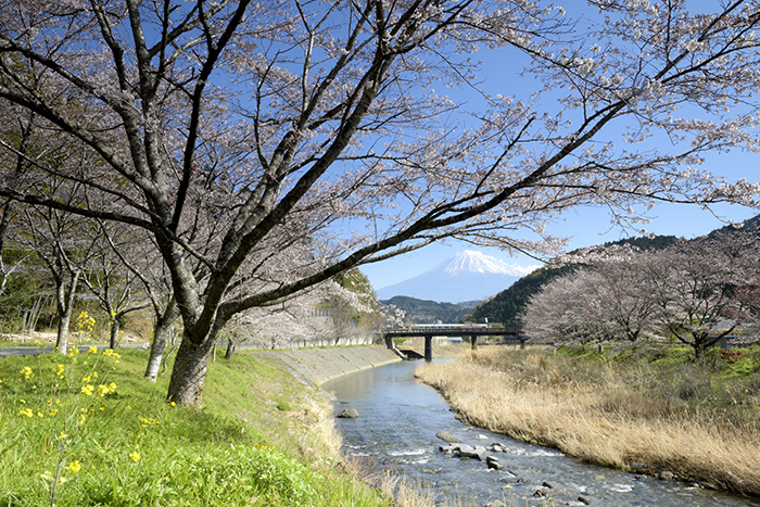 稲瀬川の春
