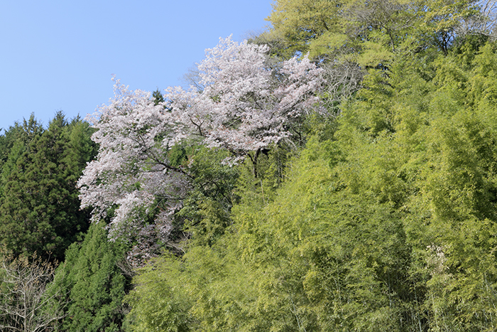 山桜が祝福するかのごとし