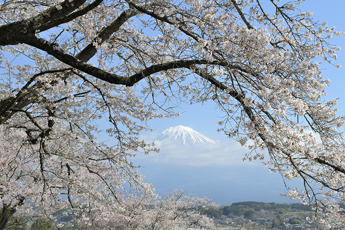 枝垂れ桜と富士山