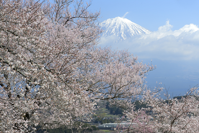 桜笑う季節