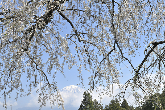 桜越しの富士山