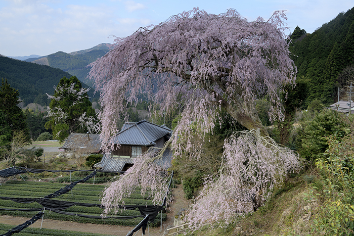 正一国師の桜