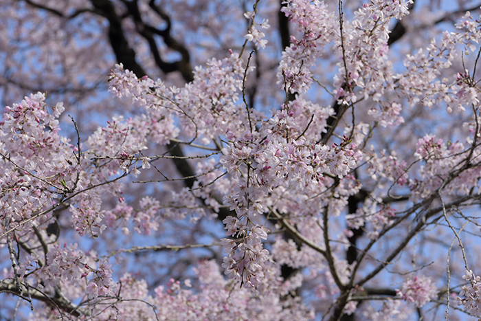 エドヒガン桜