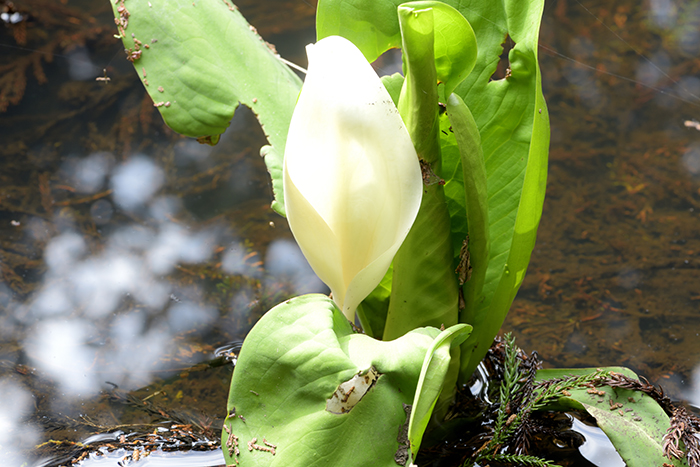 竜神池の水芭蕉