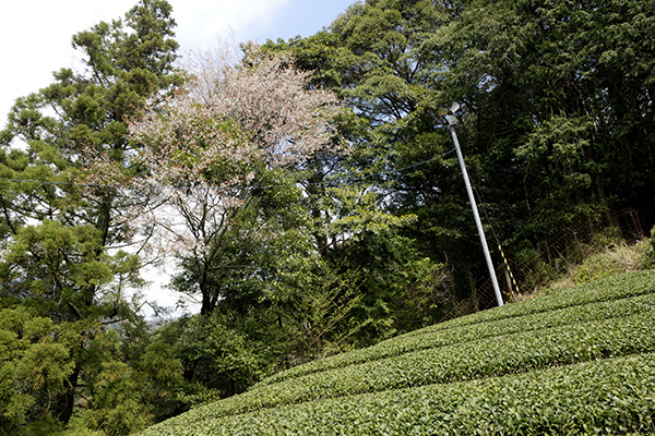 足久保の奥地の茶園です