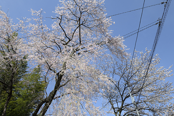 梅ヶ島の茶園をお邪魔しました