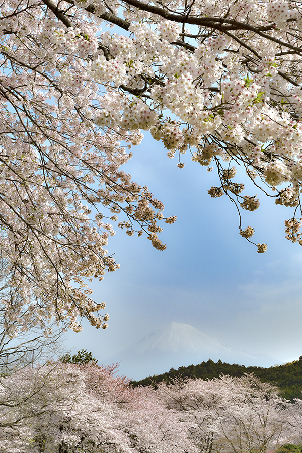 岩本山の桜満開