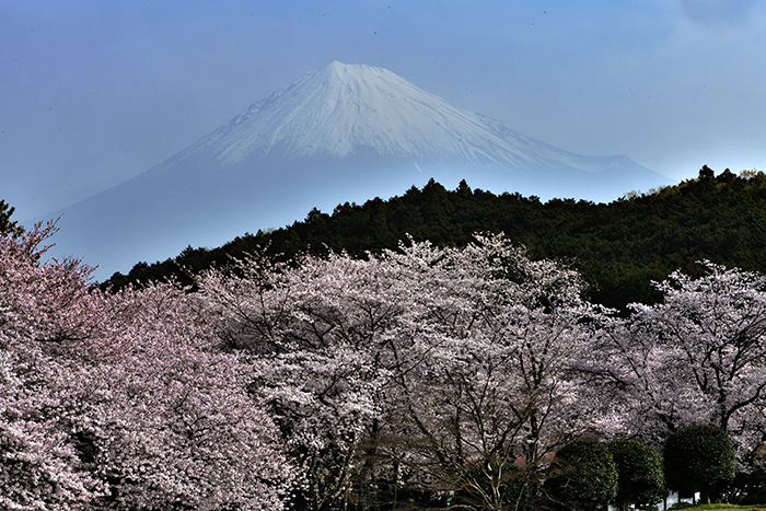 岩本山の桜満開２