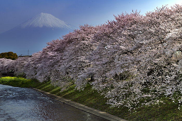 桜堤と潤井川越しの富士山