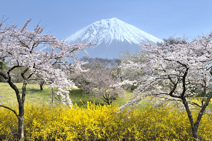 朝霧高原の春