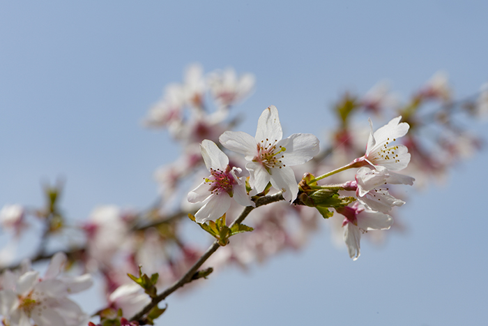 富士桜