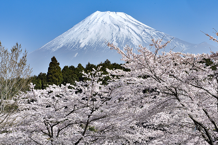春到来・満開の桜と富士山
