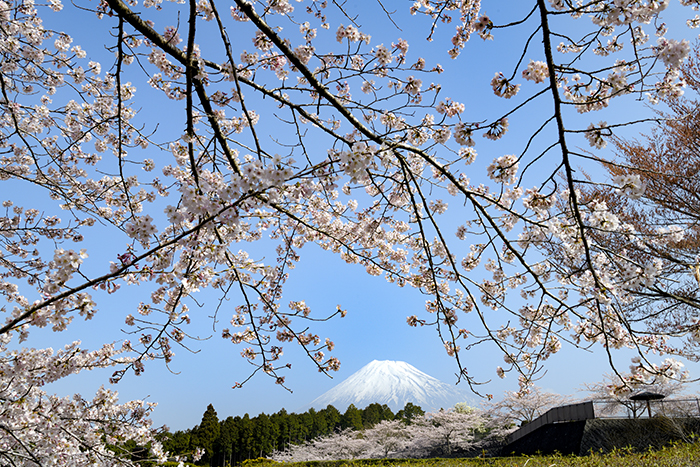 桜の窓からの富士山