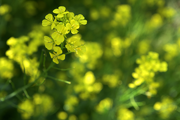 菜の花