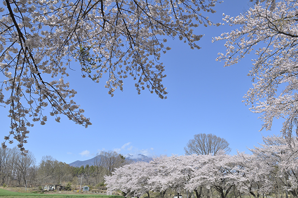 蕪の桜並木