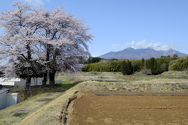 しろかき前の田んぼの桜と富士山
