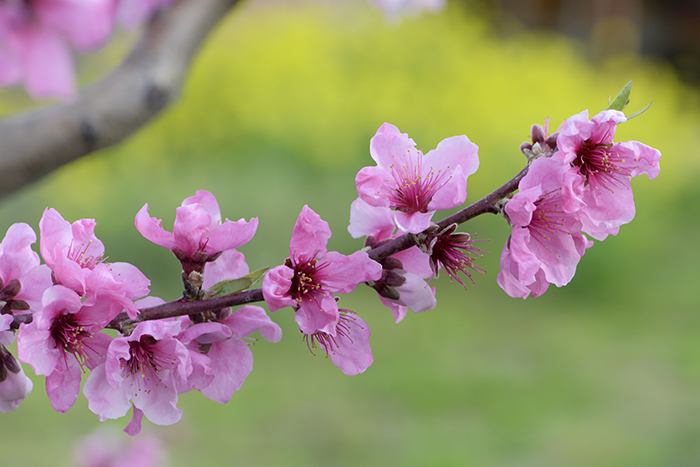 桃の花咲く