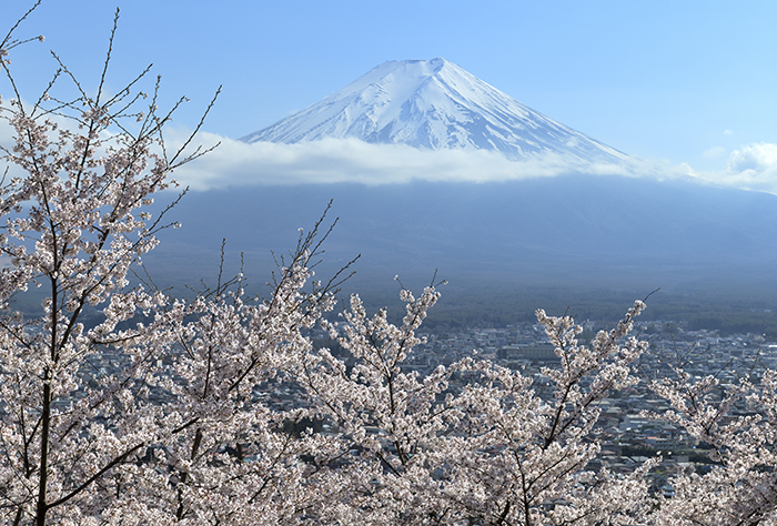 桜山からの富士山