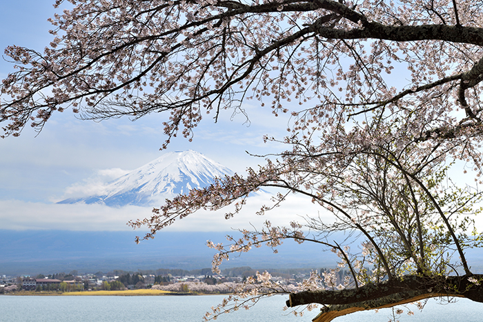 桜の古木のある湖畔