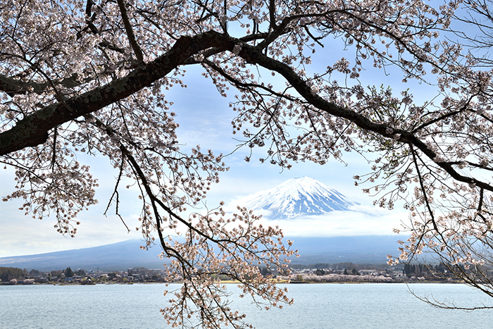 桜の窓からの富士山