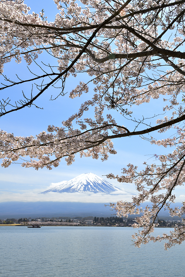 河口湖満開桜