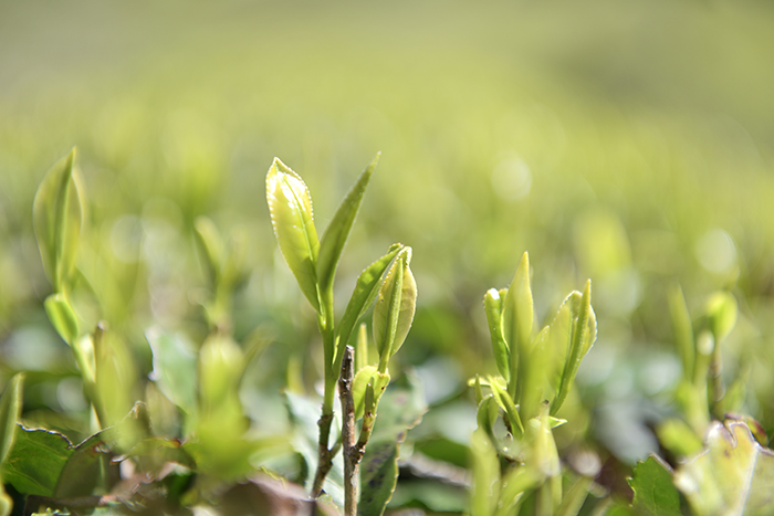 茶の新芽