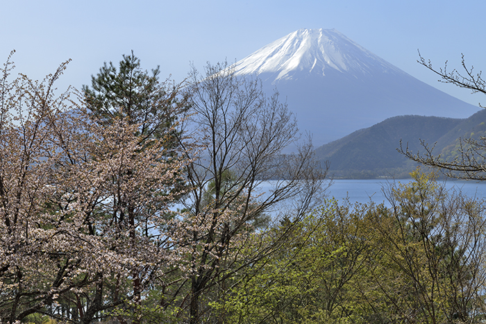 新緑と桜と富士山