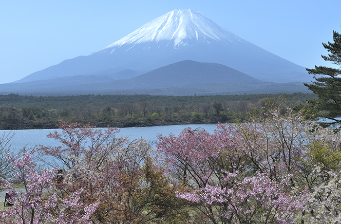 精進湖湖畔のフジサクラ