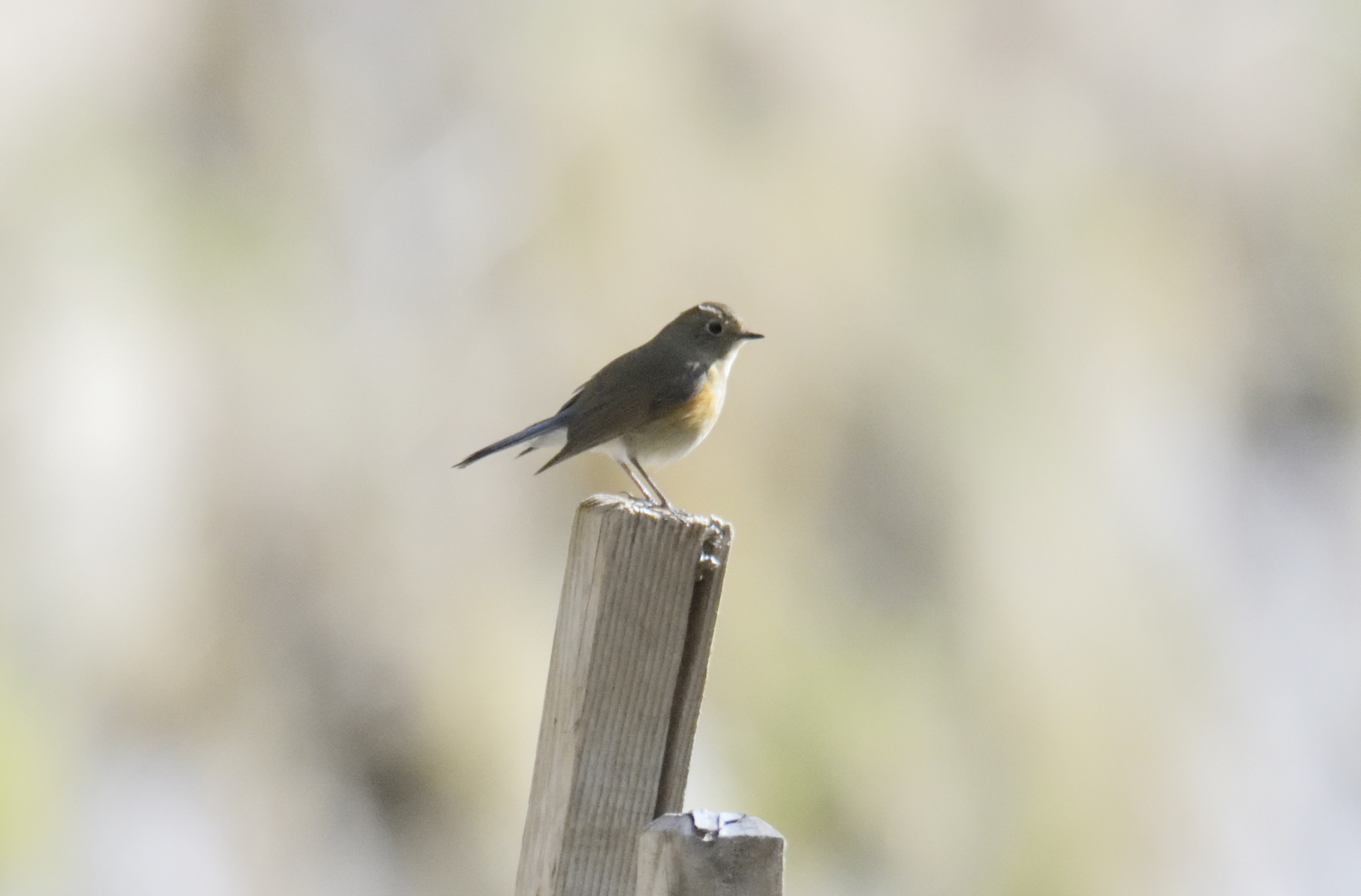 ルリビタキ（雄、若鳥）