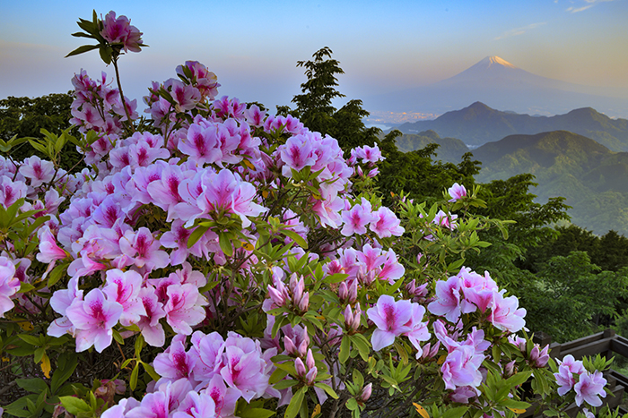 夜明けのつつじ山