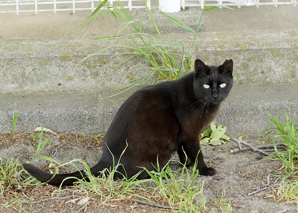 野良猫が多い公園でシアt