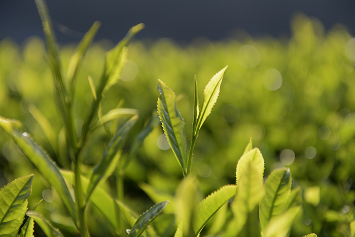 茶の新芽