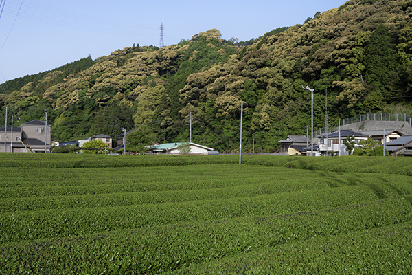 茶畑の中のコテージ