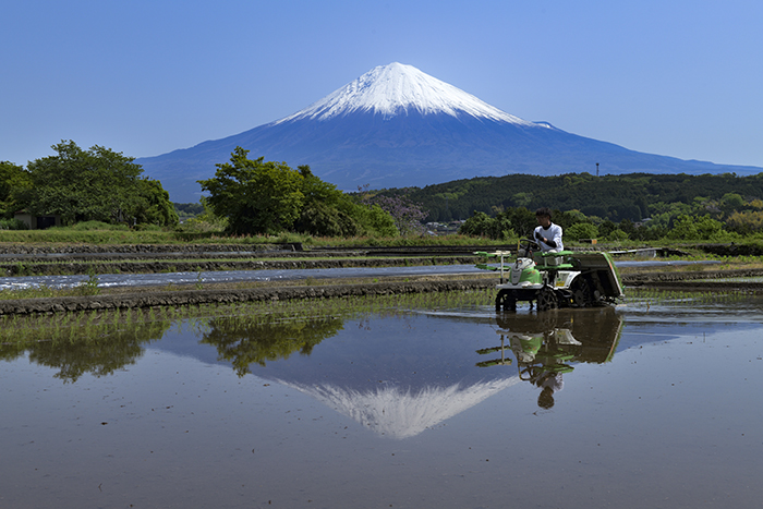 田植えのころ