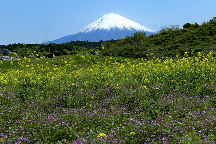 菜の花と蓮華畑