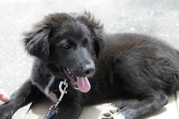 赤ちゃんと聞いていたのですが柴犬の大きさでした