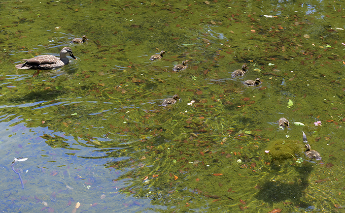 カルガモ大家族は健在でした