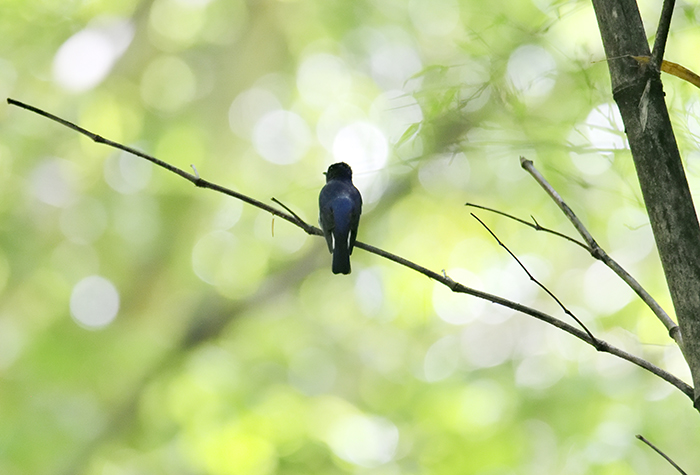 幸せな青い鳥