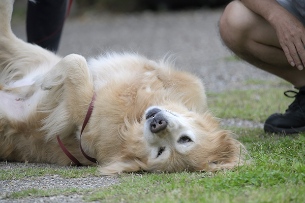 以前見つけたゴールデンリトリバー