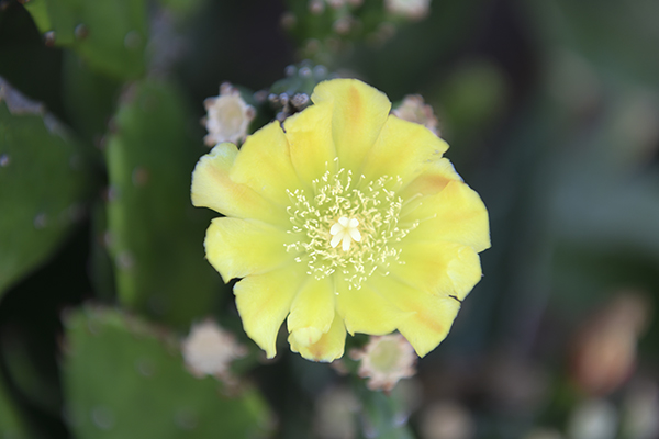 ご近所さんのサボテンの花が咲きました。