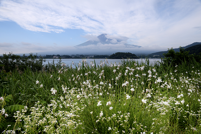 ガウラ咲く湖畔