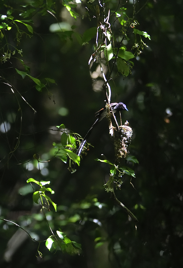 雛に餌をやる親鳥