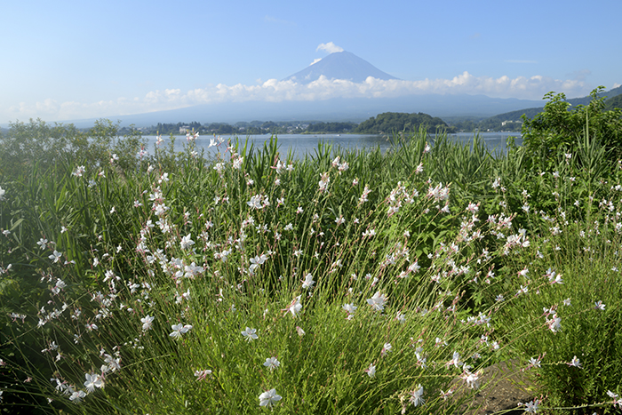 白鳥草(ガウラ）咲く湖畔