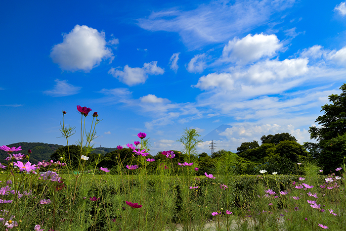 雁堤はひまわりだけでなく秋桜も咲いていました