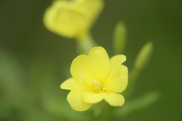 黄色の花