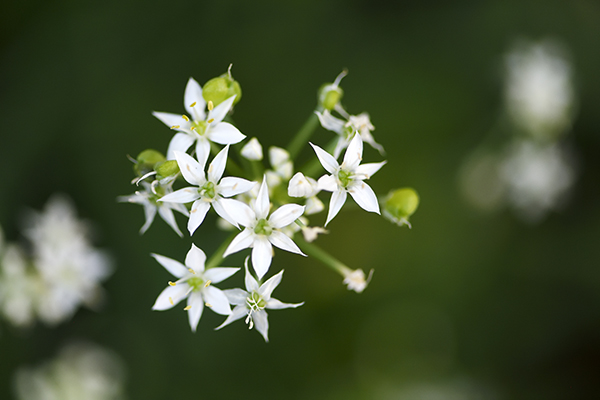 ニラの花