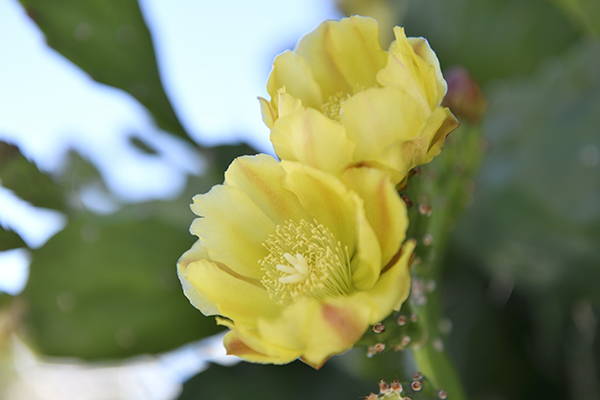 南国の風情のサボテンの花