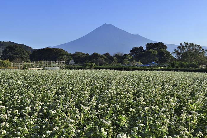 蕎麦畑と富士山