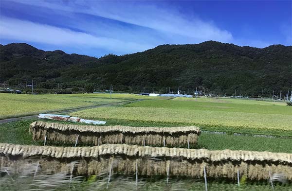 稲穂の中を特急はくと号が進む