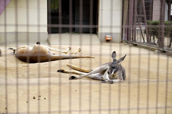 だらけているカンガルー